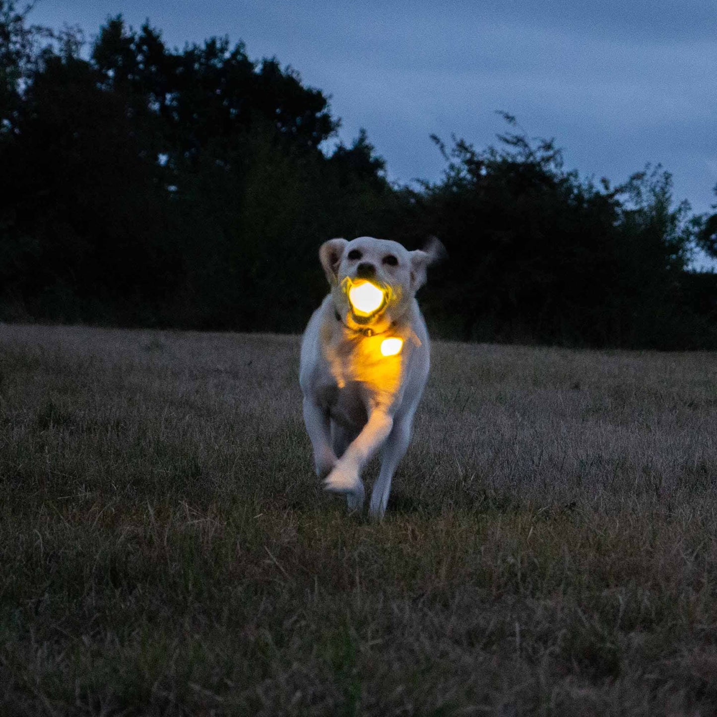 Rechargeable LED Dog Ball