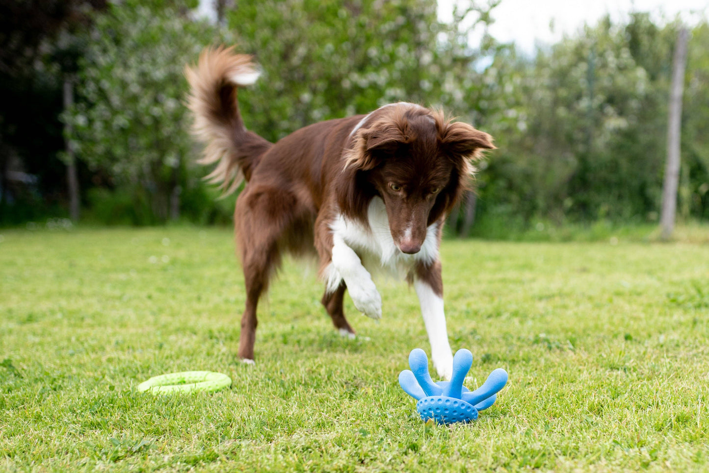 KIWI Walker Octopus Dog Toy - MAXI