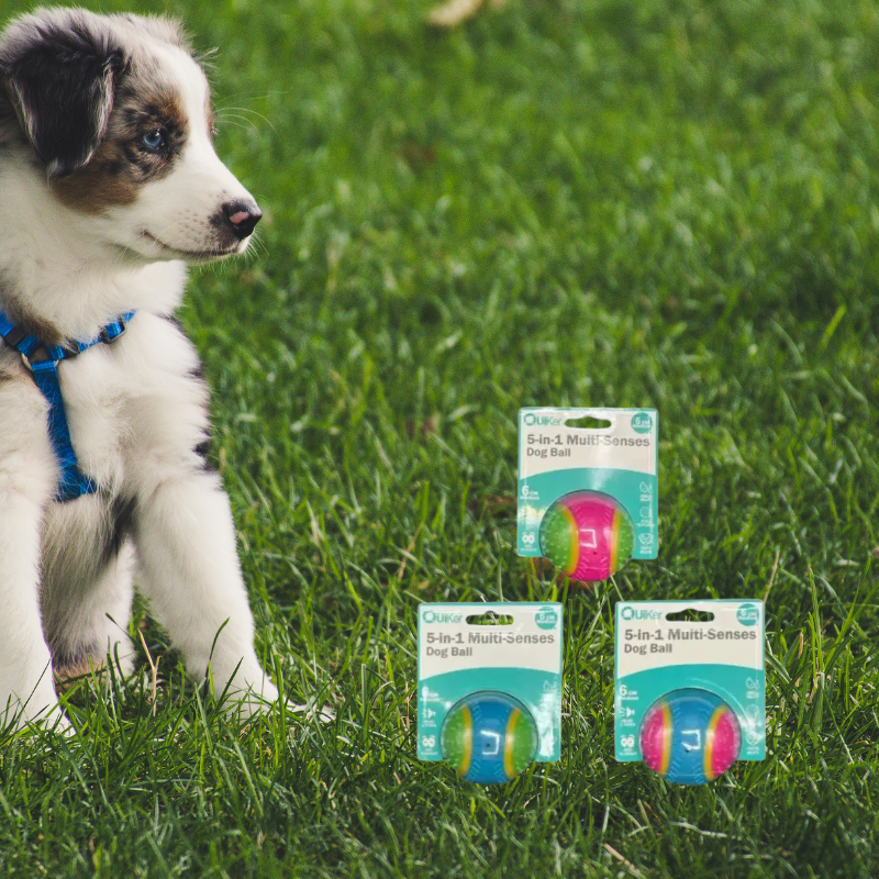 5-in-1 Multi-Senses Dog Toy Ball 6cm