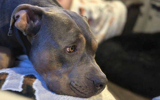 I barked every time he made a typo. The neighbours now think we’re launching a startup.