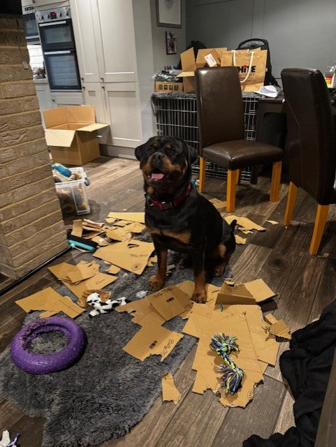 🎉 Birthday? More Like Box-Ripping Bonanza 🎉