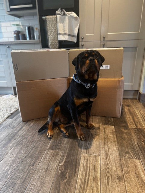 The GREAT Toy Betrayal!