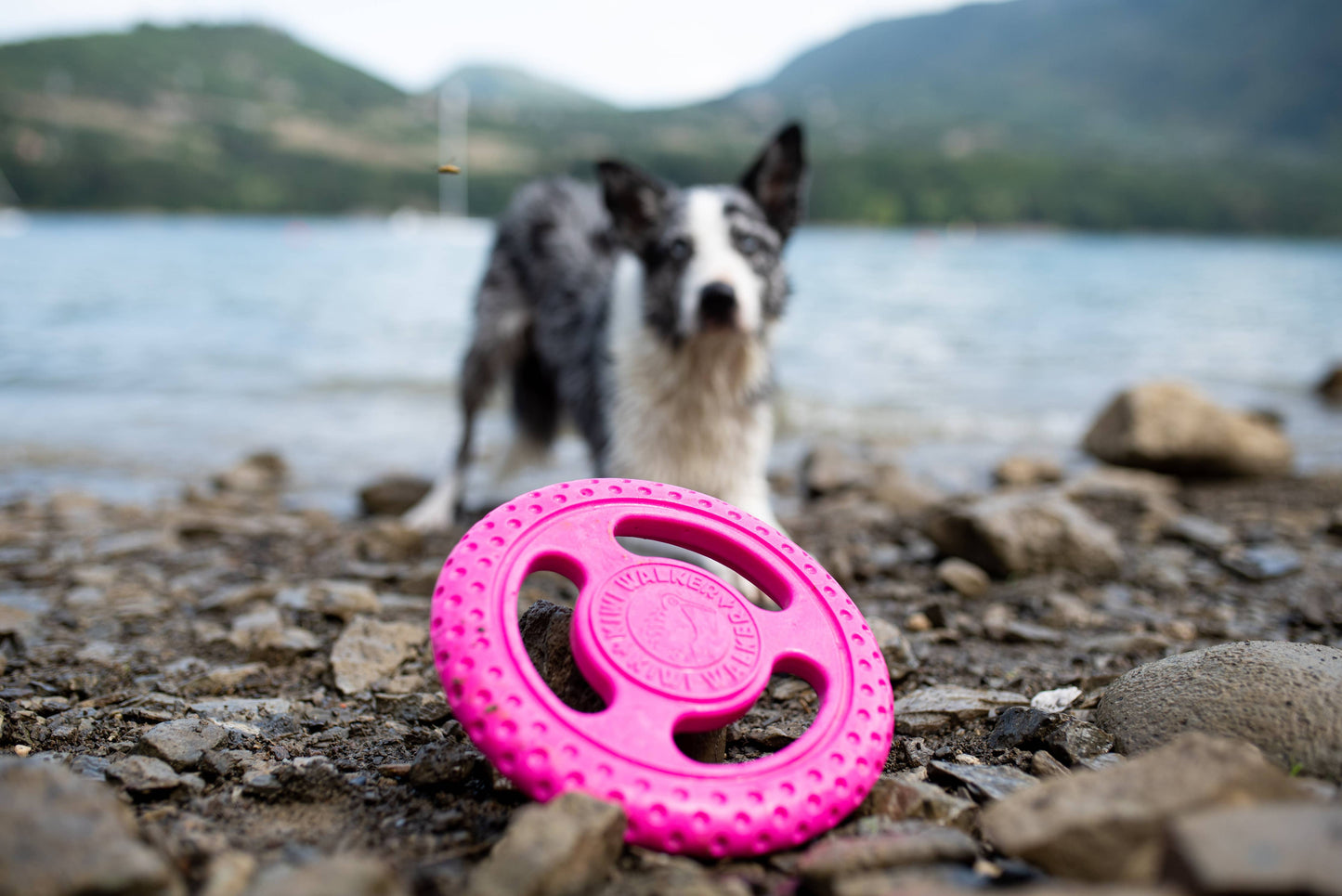 KIWI Walker Dog Toy TPR Foam Frisbee